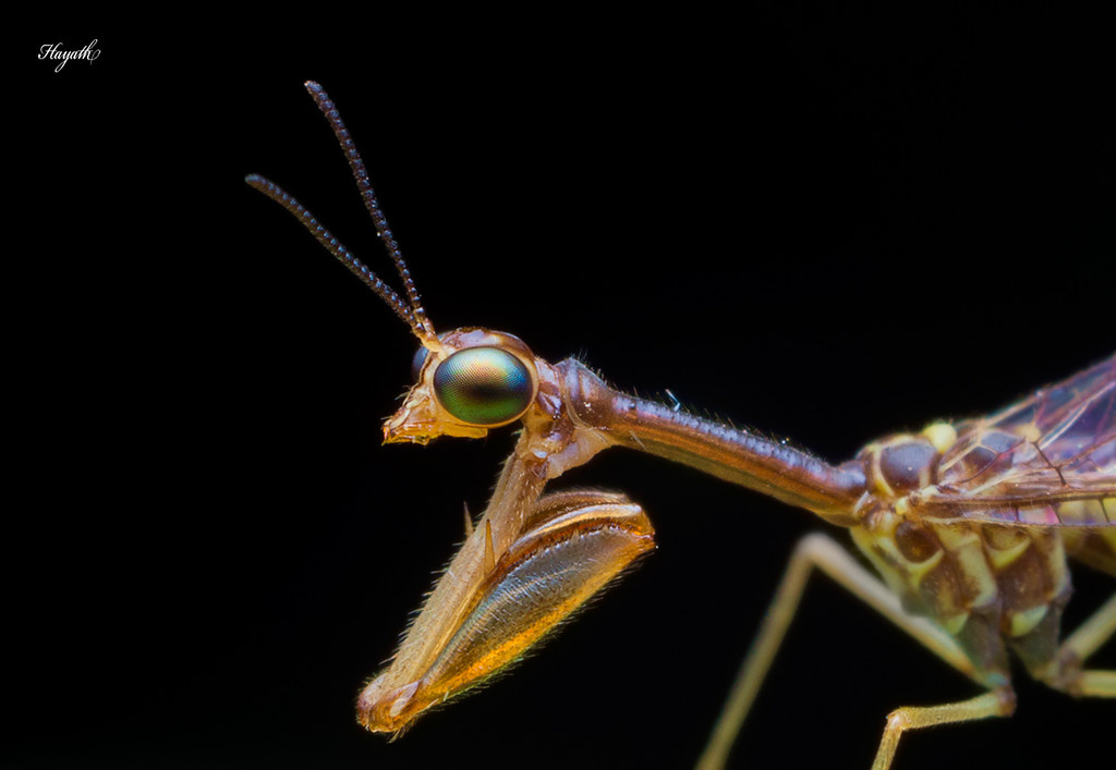 Mantisfly close-up