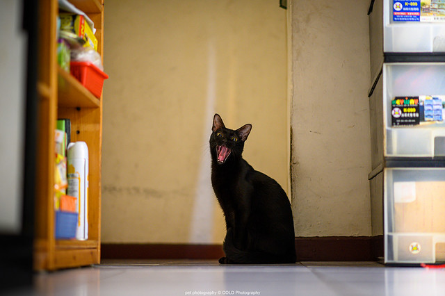 台北 寵物攝影 到府拍攝 黑貓
