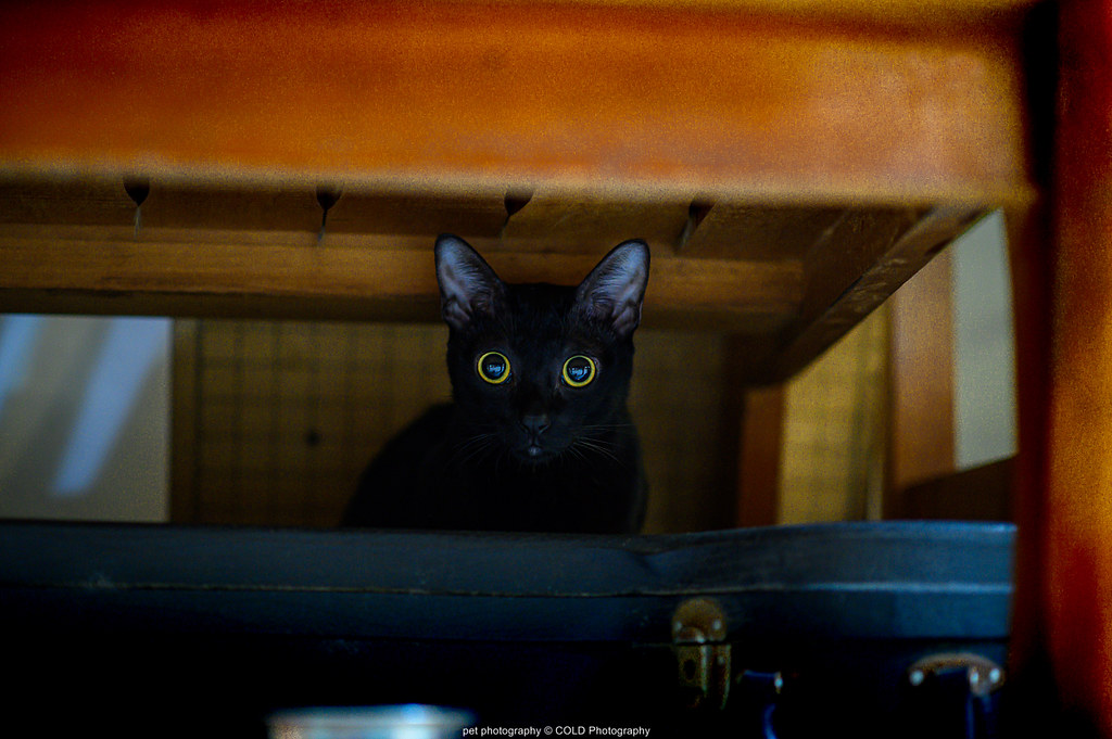 台北 寵物攝影 到府拍攝 黑貓