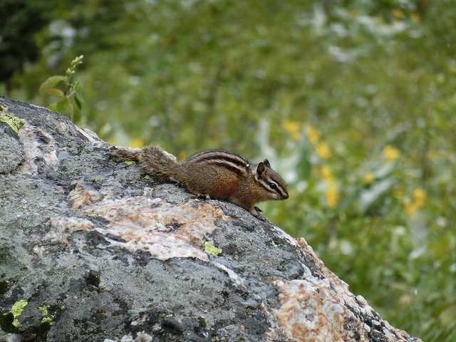 Squirrel - Grand Teton National Park, Wyoming
