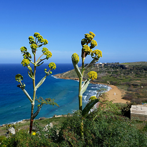 panasonicdmctz101 ramlabeach calypsocave ixxagħra gozo malta europeanunion agave xagħra beach mediterraneansea