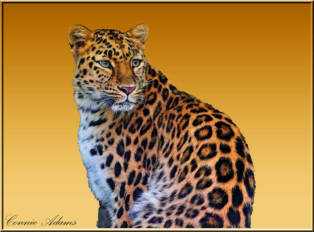 Portrait of a Leopard