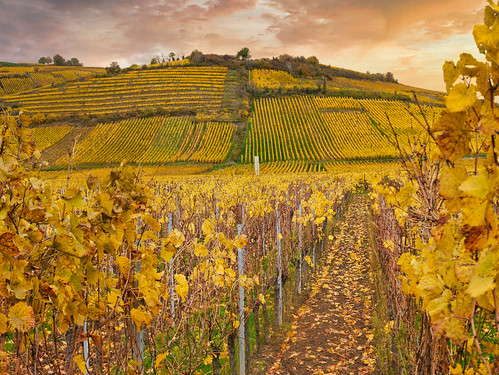 vineyard autumn fall alsace france landscape rural nature sunset