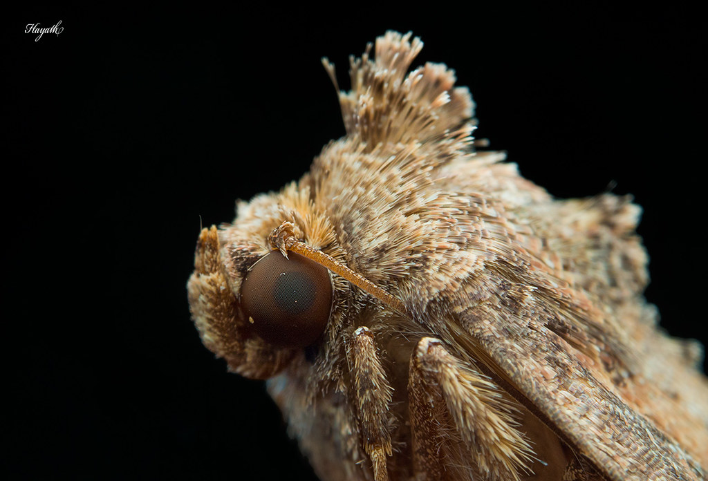 Moth close-up!