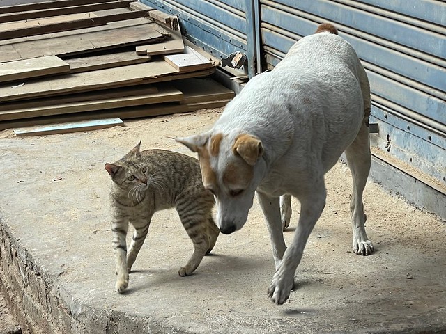 City Moment - Dog Loves Cat, Near Golcha Cinema