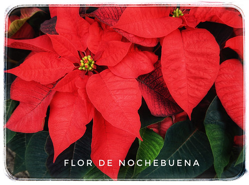 Poinsettia, Flor de Nochebuena, Cuetlaxóchitl; run through the photo app Snapseed