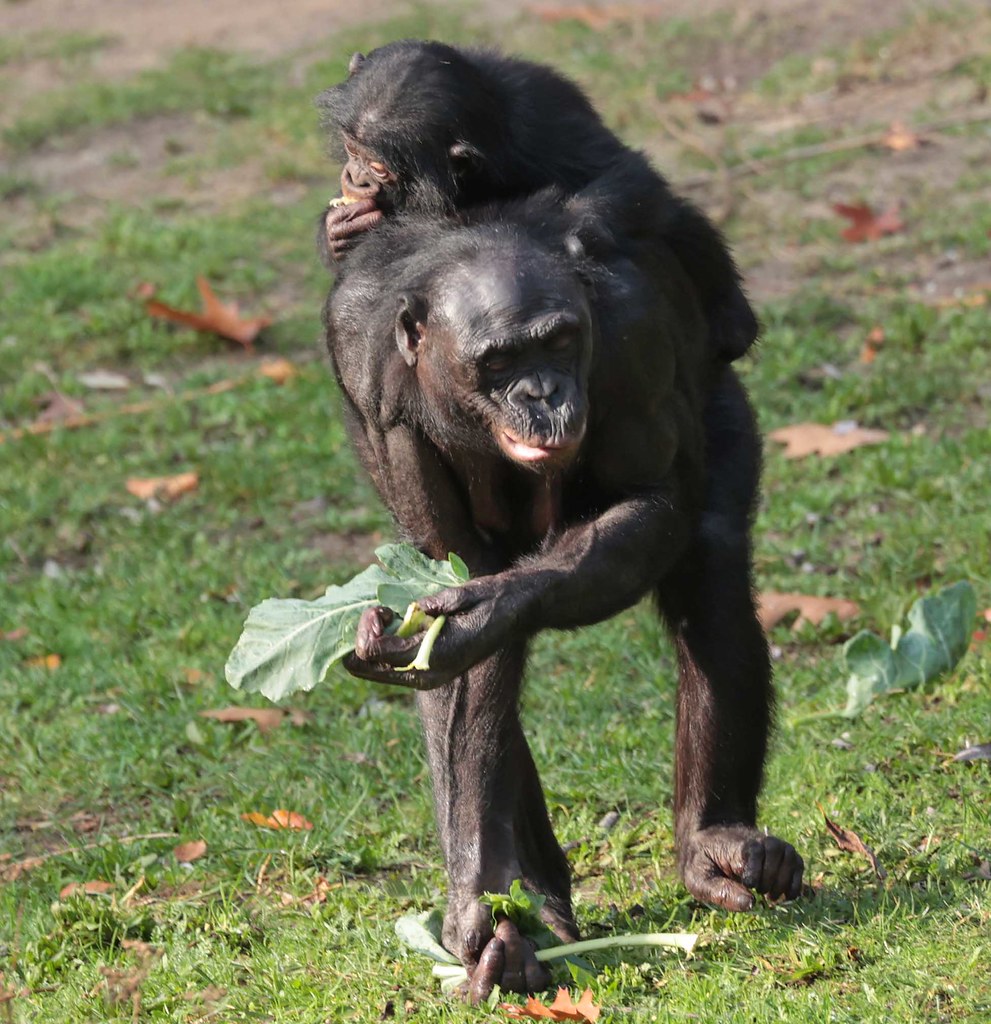 bonobo Apenheul 9K2A9426