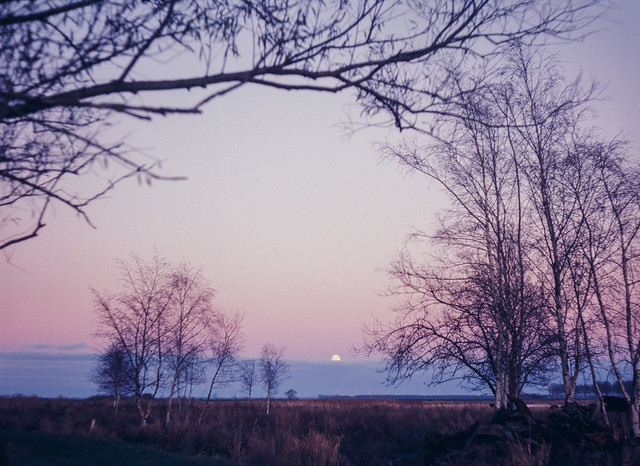Moonrise and Birch