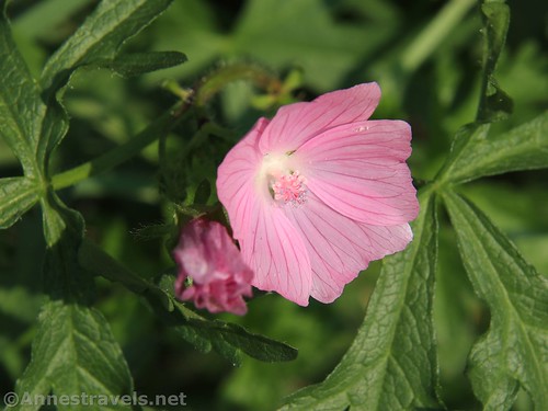 A Musk Mallow flower along the Genesee Valley Greenway, Caneadea, New York