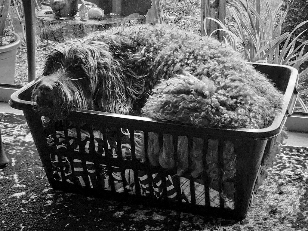 Dog in a basket