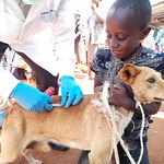 RabiesVaccination 2020 A boy holds his dog as it gets vaccinated against rabies in Machakos County Kenya (photo credit Geoffrey Njenga, ILRI)