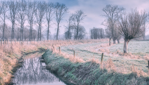 winter trees reflections landscape assebroeksemeersen wetlands brugge belgium