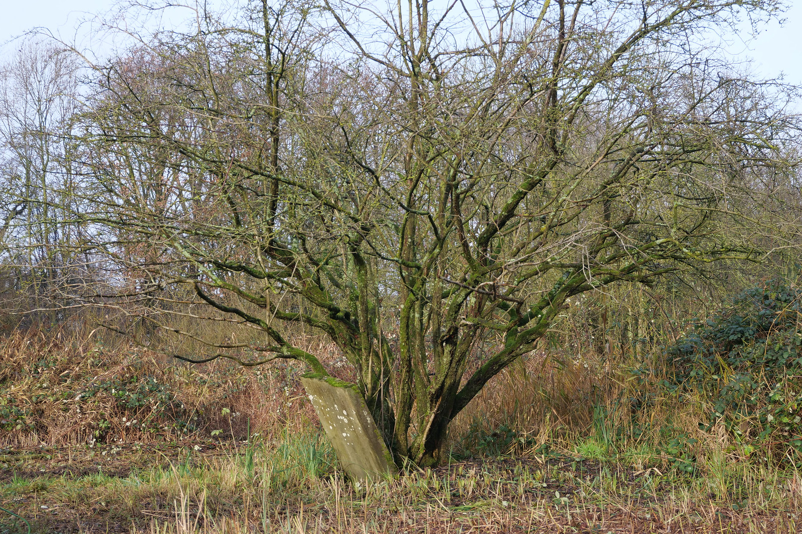 Wintry tree with gravestone