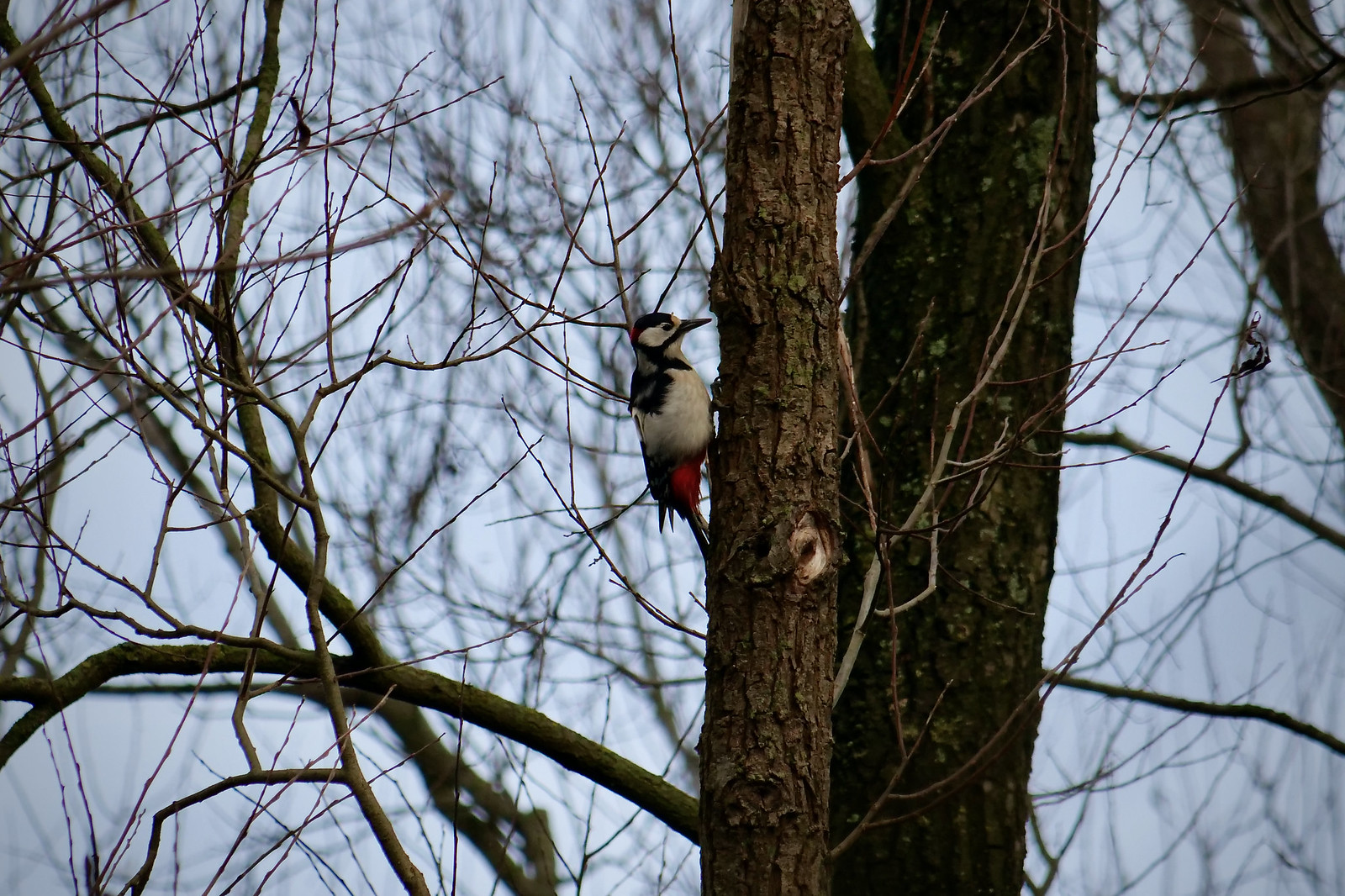 Great spotted woodpecker (Dendrocopos major) -