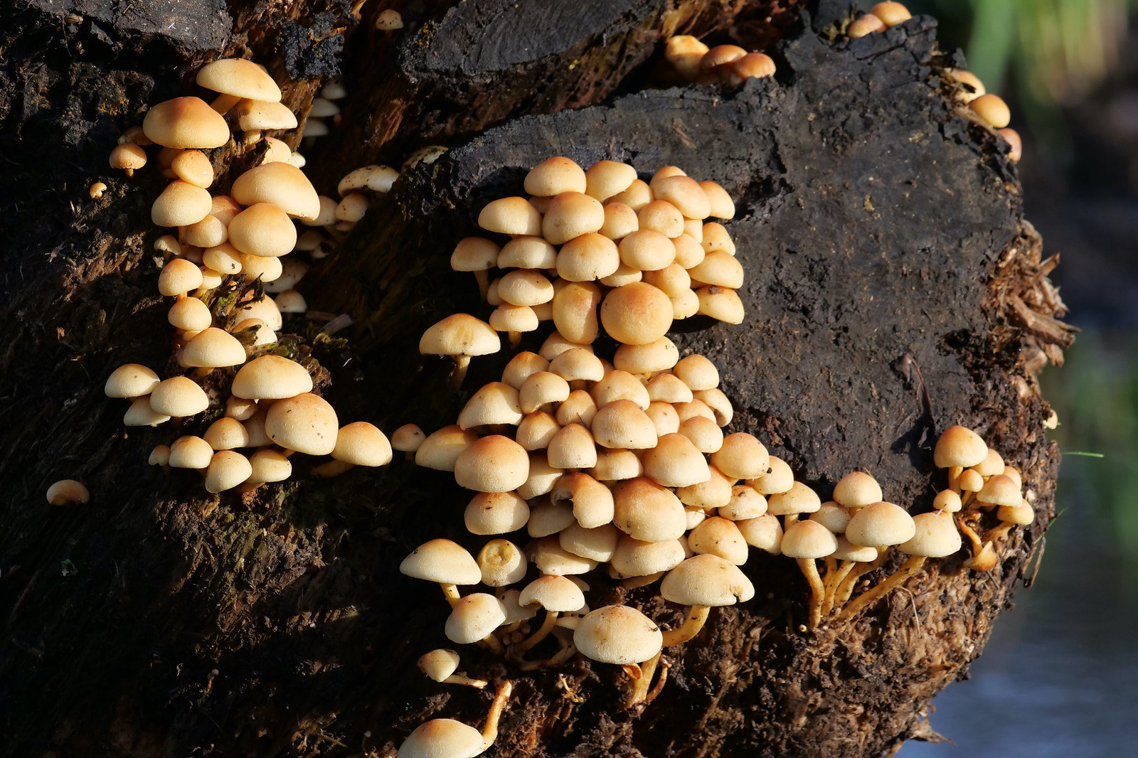 Fungi on a dead tree