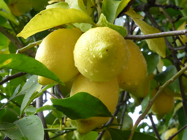 Lemons after the rain!!  P1110151