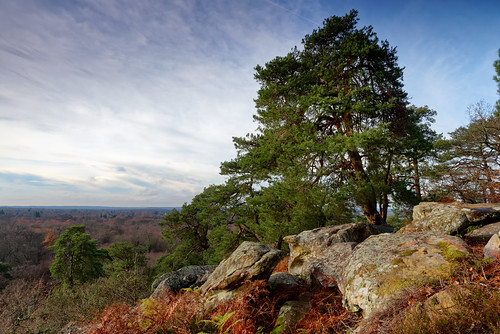 forest landscape nature outside outdoor france fontainebleau pentax pentaxart pentaxk1 rock panorama view
