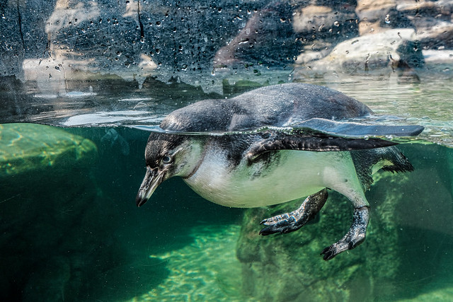 Humboldt penguin floating
