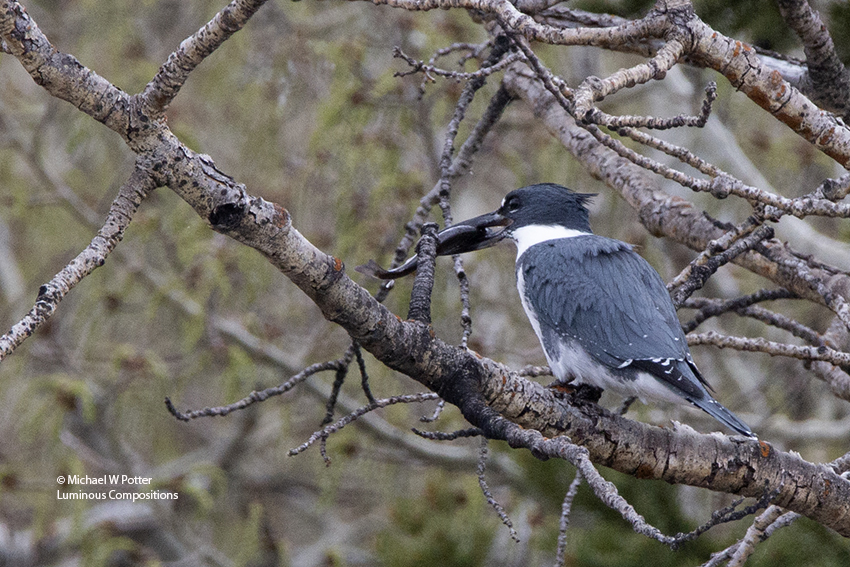 Belted Kingfisher male with fish