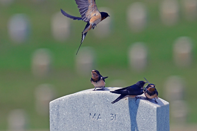 Barn Swallows@ National cemetery