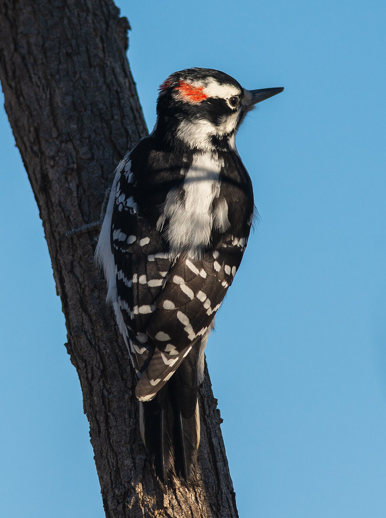 Male Hairy Woodpecker Plumage