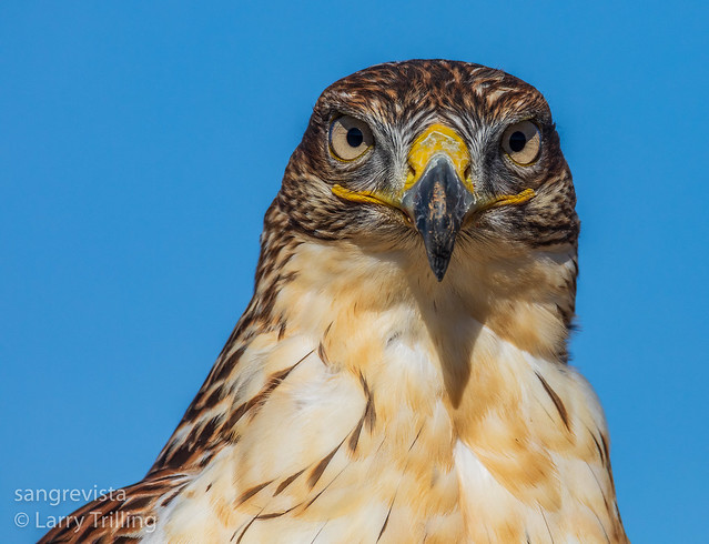 Hawk Close-Up