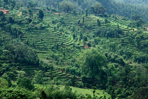 paddy bandipur tanahundistrict nepal landscape