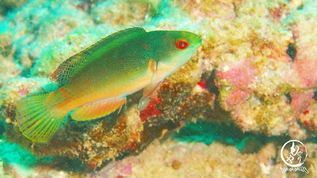 トモシビイトヒキベラの若魚