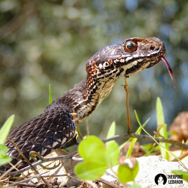 Male Eastern Montpellier snake (Malpolon insignitus)