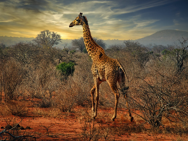 Girafe du soir à Tsavo...