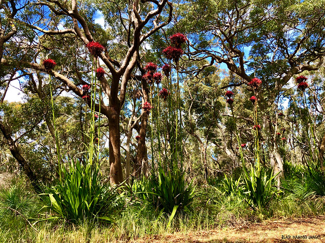 Doryanthes excelsa - Gymea Lilly