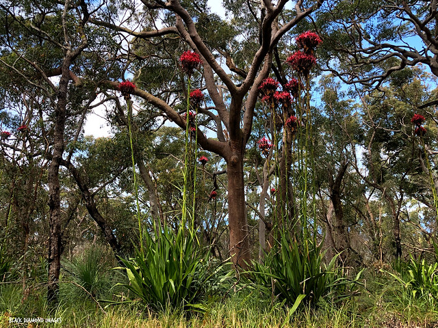 Doryanthes excelsa - Gymea Lilly