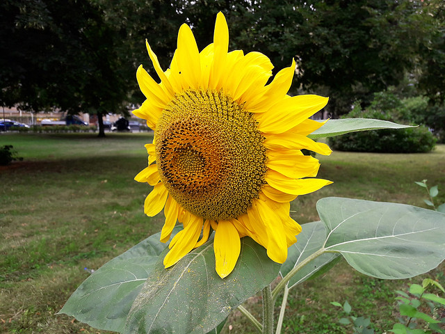 Sunflower, Berlin