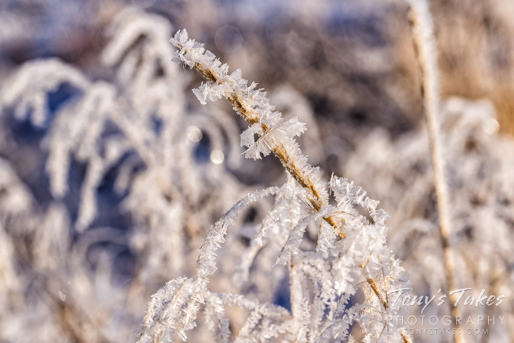 Hoar frost coats the grasses and plants on the Colorado plains. (© Tony's Takes)