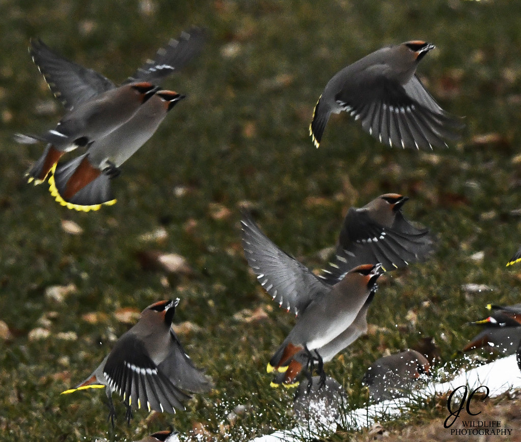 Bohemian waxwing group takes off