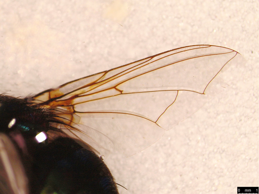 27c - Tachinidae sp.
