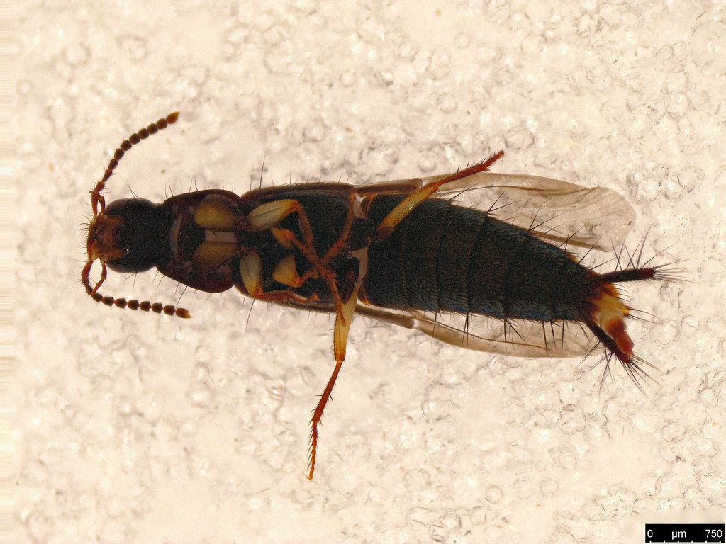28b - Staphylinidae sp.