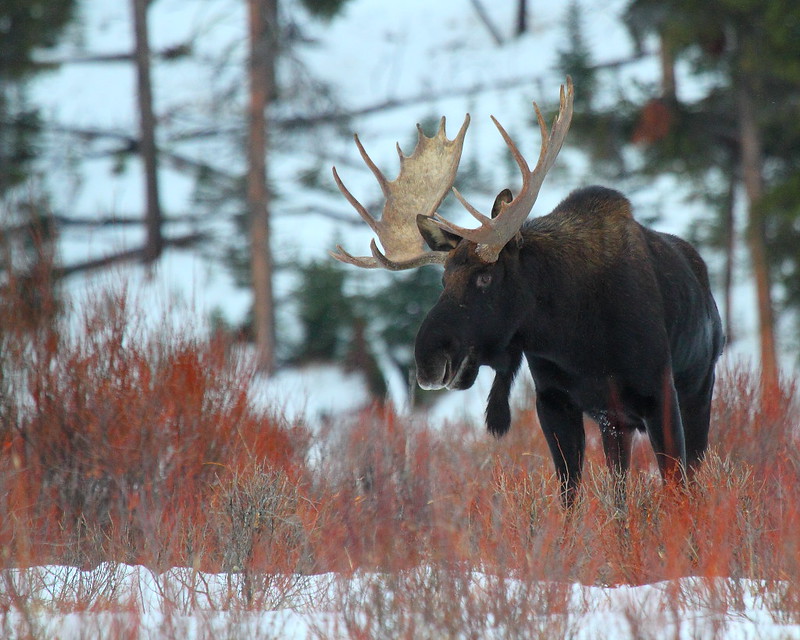 IMG_7075 Bull Moose, Yellowstone National Park
