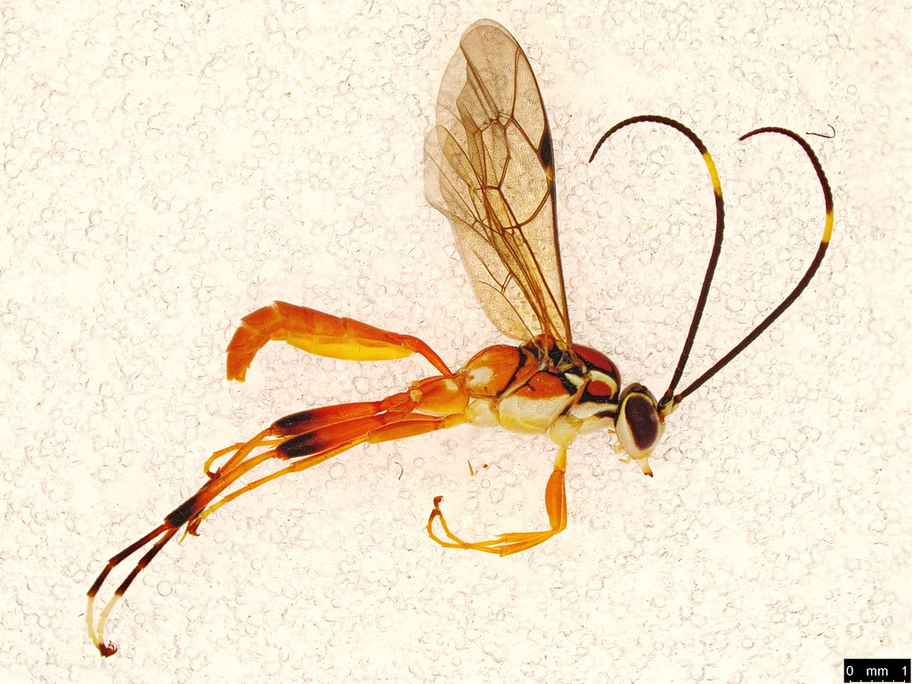 2a - Ichneumoninae sp.