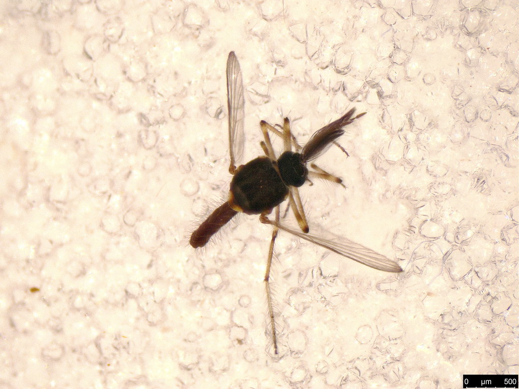 18a - Diptera sp.