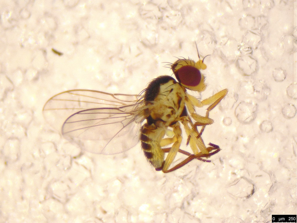 19 - Diptera sp.