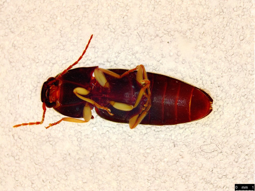 30b - Glyphochilus sp.