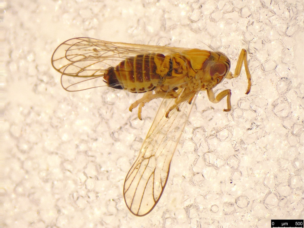 40 - Hemiptera sp.