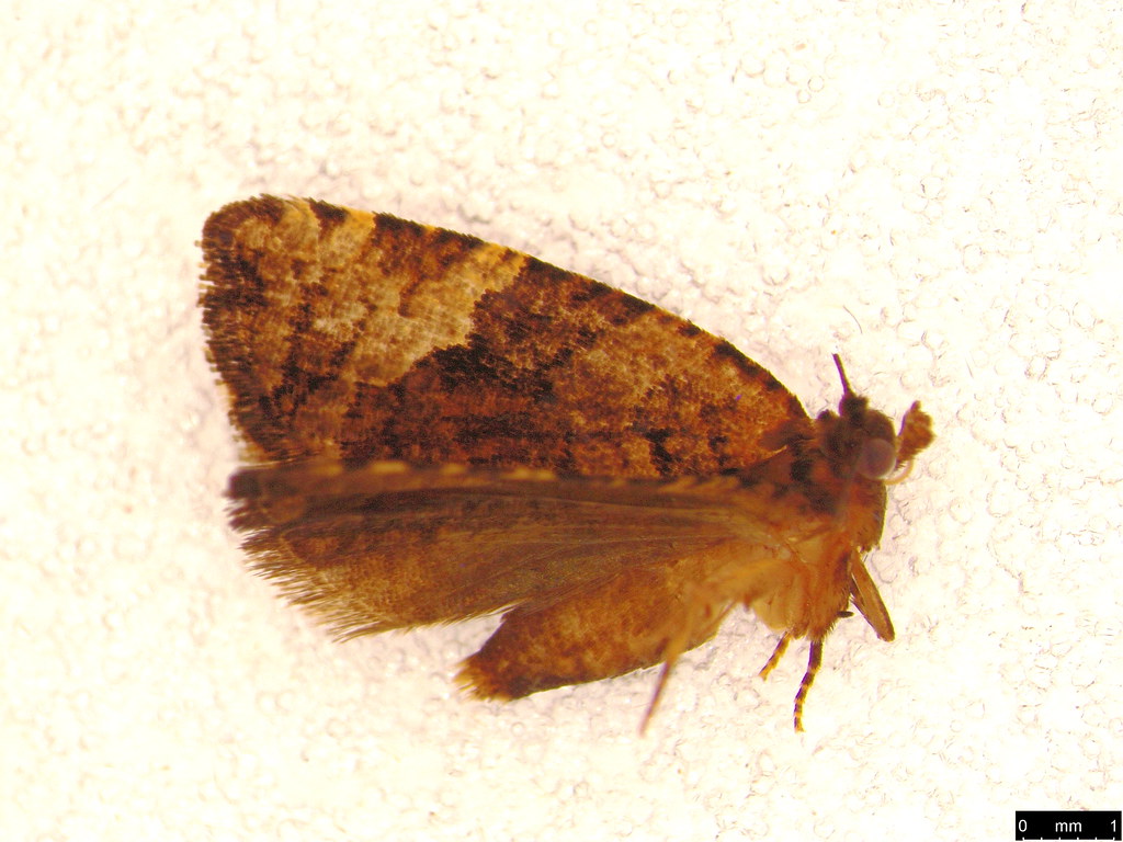 43 - Tortricinae sp.