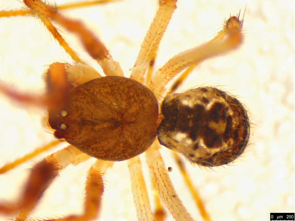 46a - Cryptachaea veruculata (Urquhart, 1886)