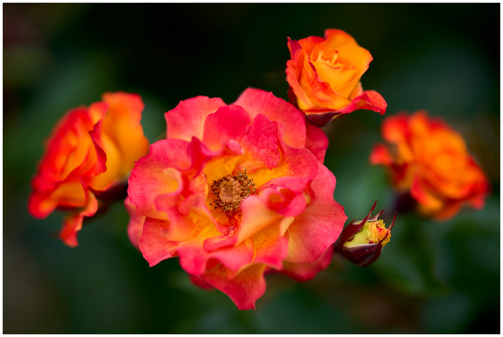 Wild Roses Wildcat Wild Cat | Another beautiful rose from the Dugald MacKenzie … | Flickr