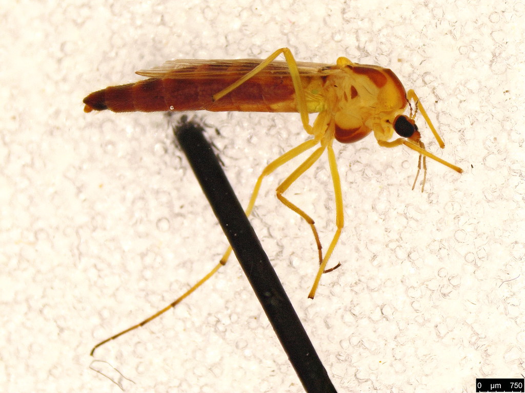 17a - Diptera sp.