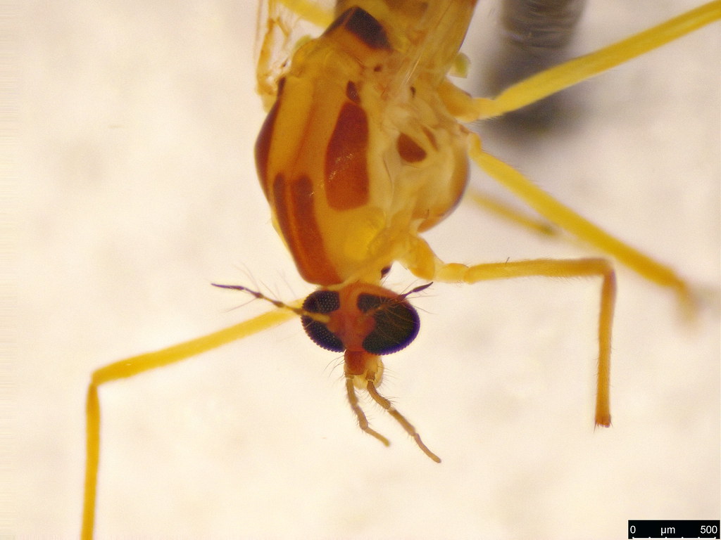 17b - Diptera sp.