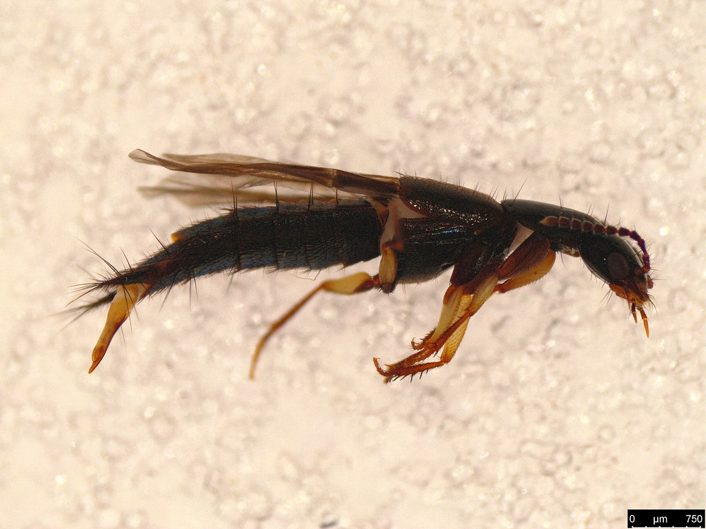 28c - Staphylinidae sp.