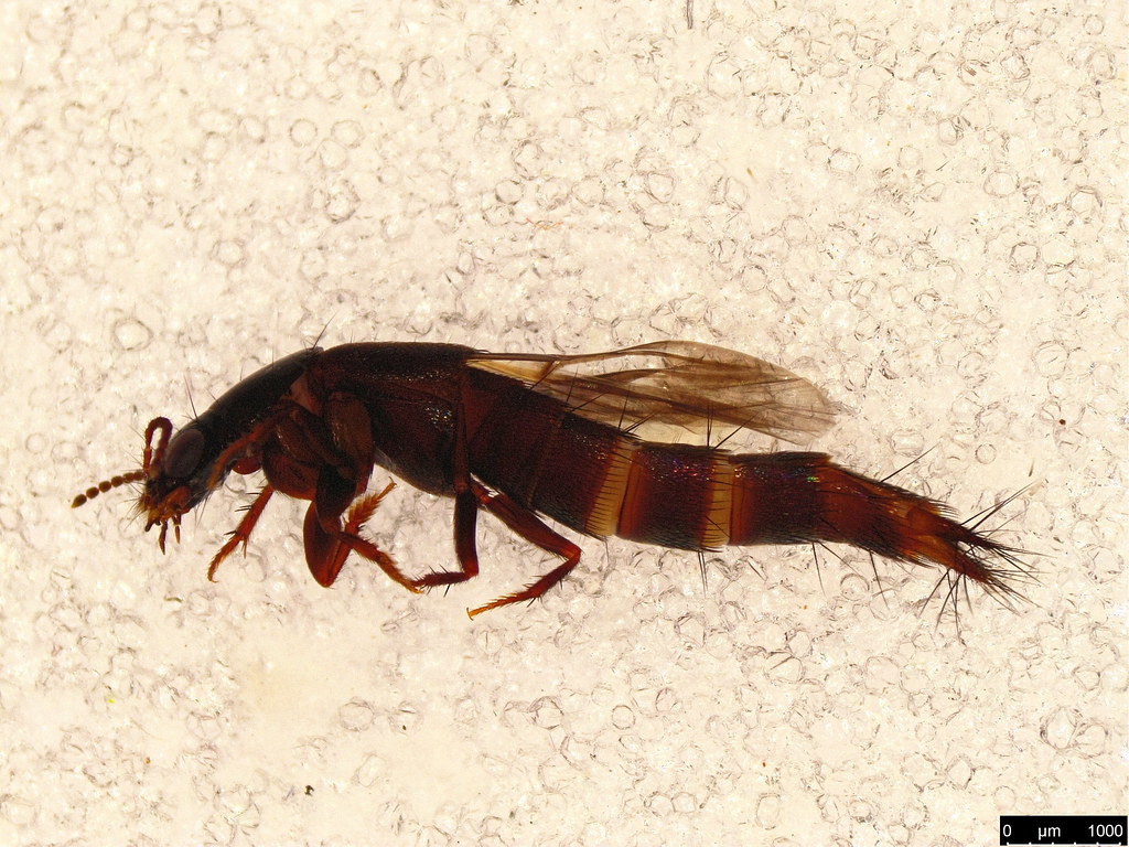 29b - Staphylinidae sp.